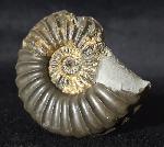 Pleuroceras spinatum (BRUGUIRE 1789) - Bild © FossNet FossilienStore